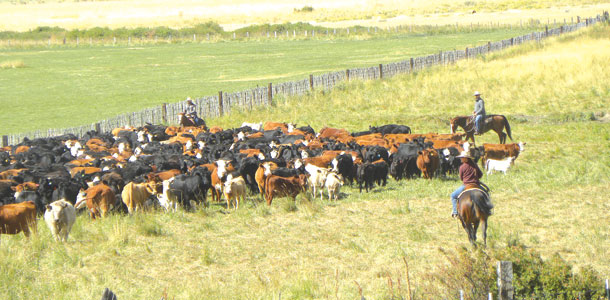 pasture at Southworth ranch