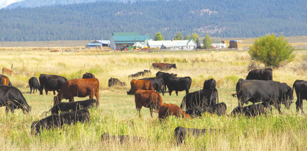 Cattle grazing at Southworth
