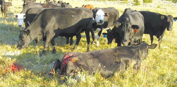 Cow attacked by wolves