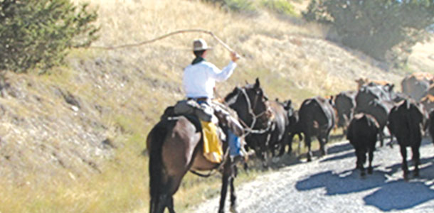 cracking whips to keep the cattle moving