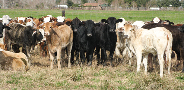 Heifers ready for feedlot