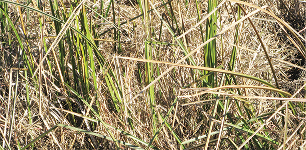 Marsh grasses