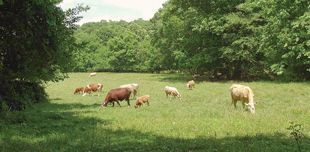 Cattle grazing on grass varieties