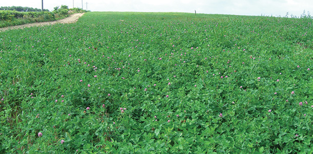 Red or white clover varieties