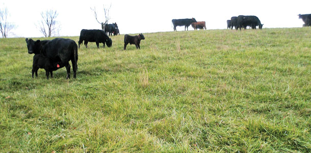 cattle in oats and brassicas field
