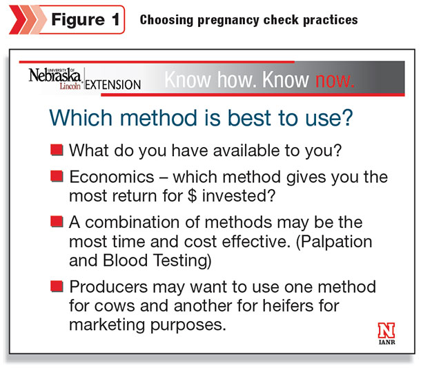 figure1 cattle pregnancy check practices