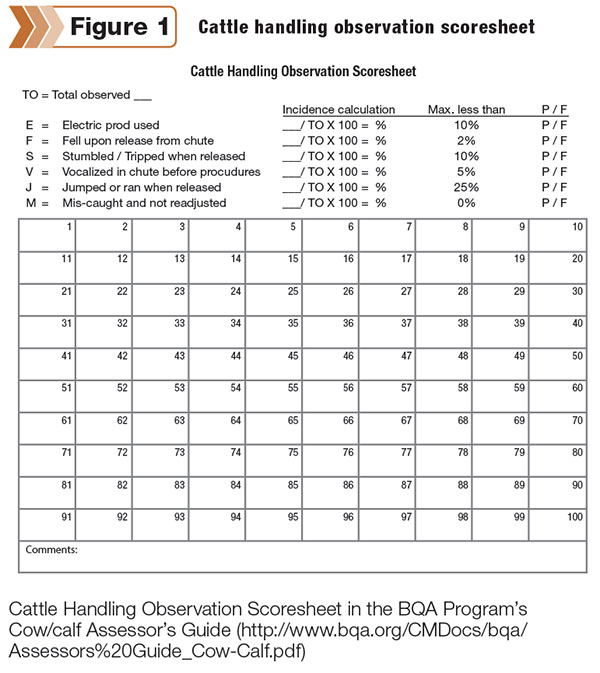 Cattle Handling Observation Scoresheet