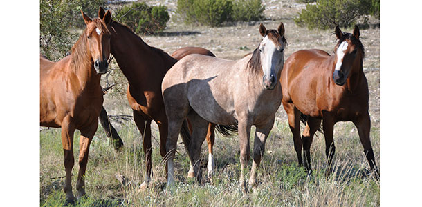 Horses on the Frank and Sims Price Ranch