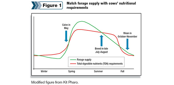 Match forage supply with cows nutritional requirements