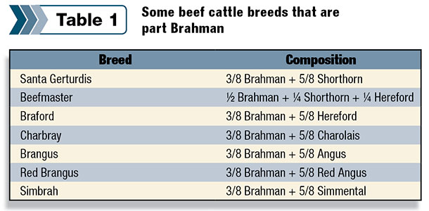 Some beef cattle breeds that are part Brahman