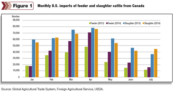 Feeder and slaughter cattle from Canada