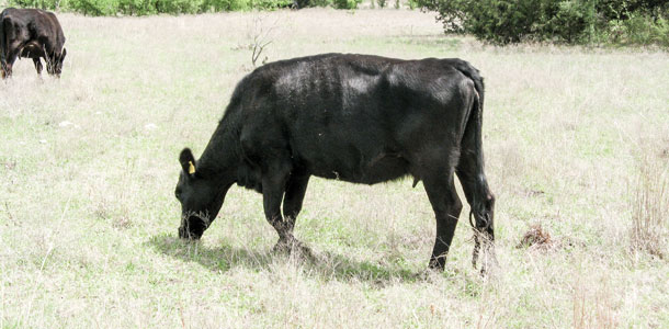 body condition of the cow