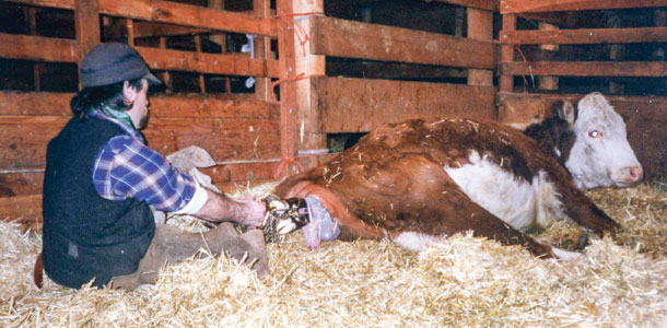 pulling a calf