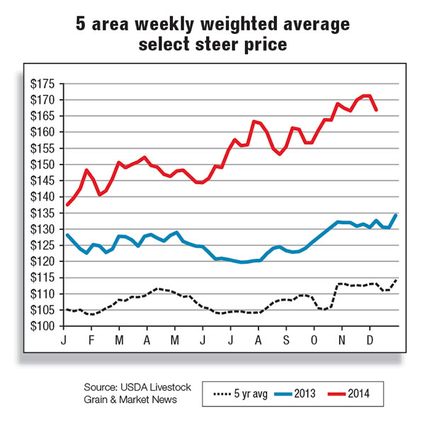 weekly weight average steer