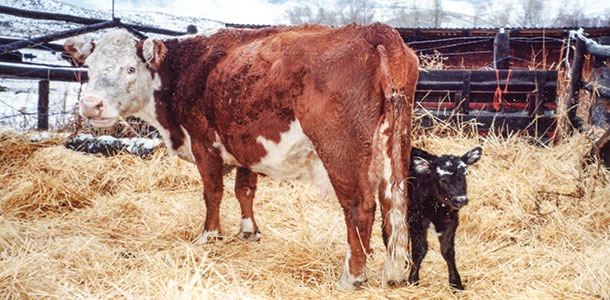 New healthy calf