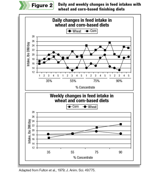 Daily and weekly changes in feed intakes with wheat and corn-based diets