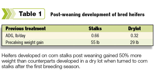post-weaning development of bred heifers