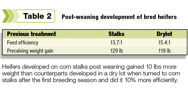 Post-weaning of bred heifers