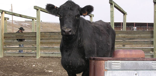 Angus calf with brisket disease
