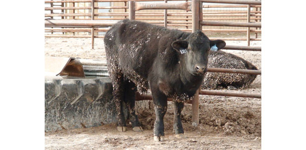 Angus cow with brisket disease