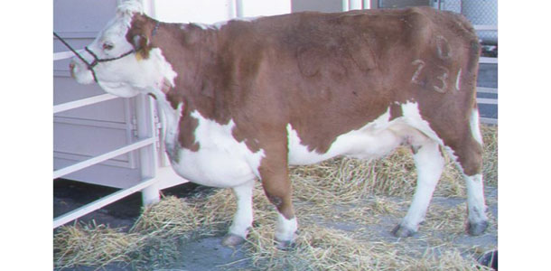 hereford cow with brisket disease