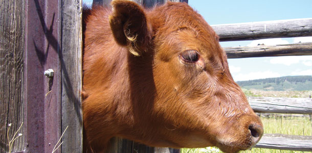 calf with brisket disease