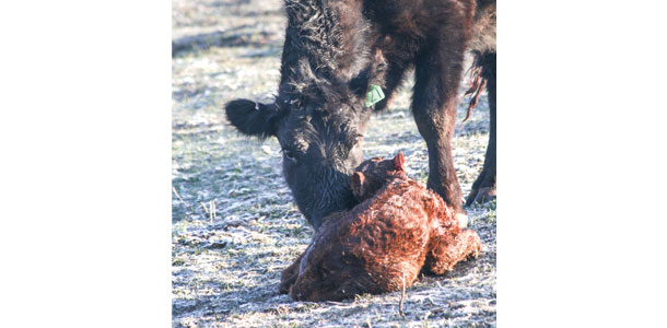 Cow with newborn nuzzling 