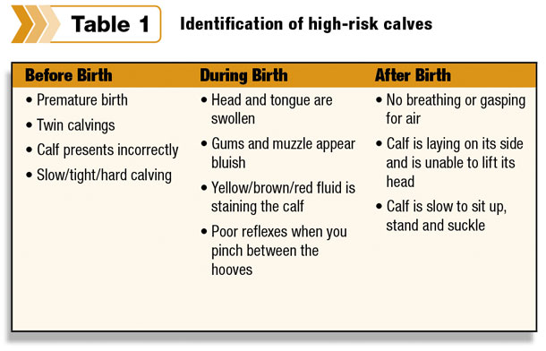 Identification of high-risk calves