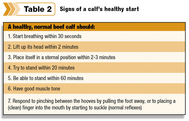 Signs of a calf's healthy start