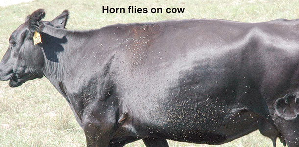 Horn flies on cow