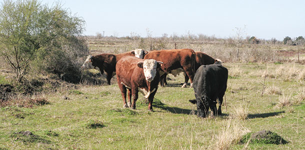 Cattle on the Pierce Ranch