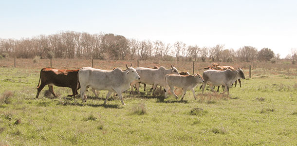 heifers on winter pasture at Runnells-Pierce Ranch