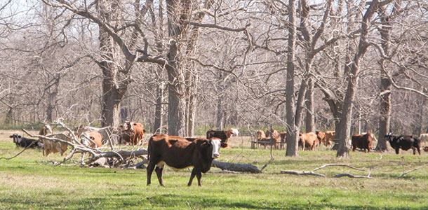 cattle in the pecans