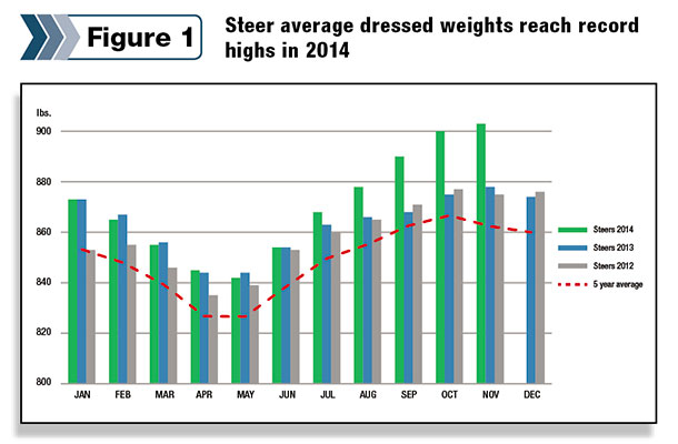 steer average dressed weights reach record highs on 2014