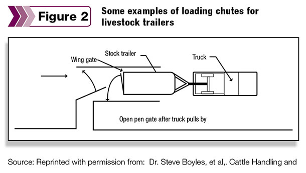 Example of loading chute for livestock trailers