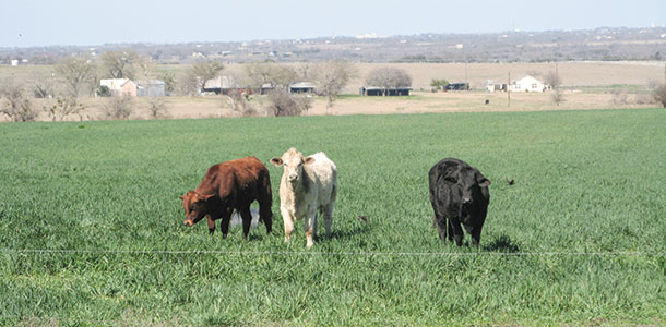 Stocker calves on winter pasture