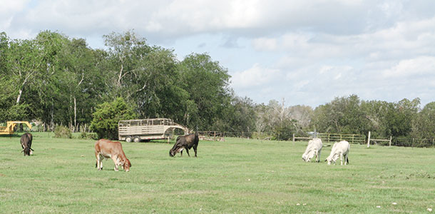 Stocker calves grazing