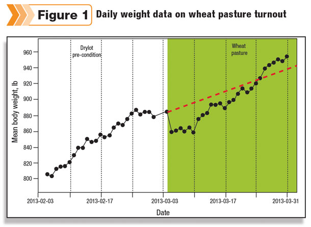 Daily weight data on wheat pasture turnout