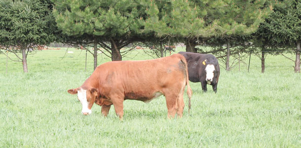 Yearling steers finishing on grass