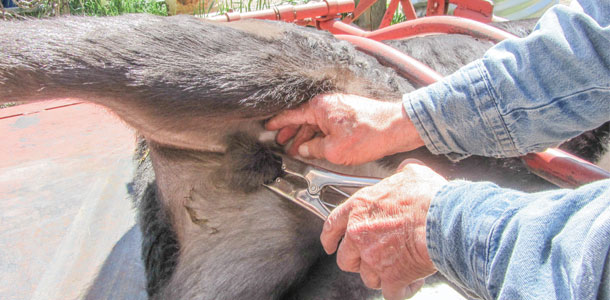 banding a calf