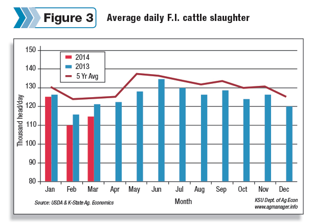 Average daily F.I. cattle slaughter