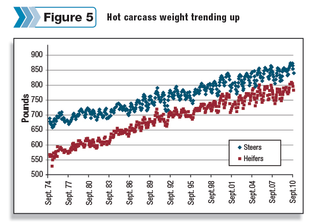 Hot carcass weight trending up