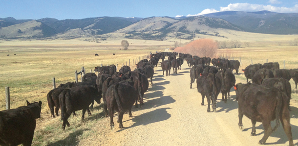 Driving cattle at cow pace