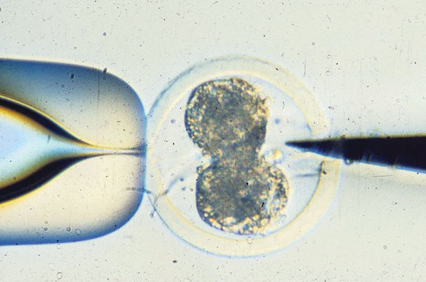 splitting a vobine embryo