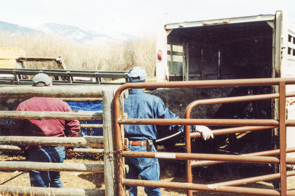 cattle being loaded for market