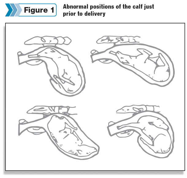 Abnormal positions of the calf just prior to delivery