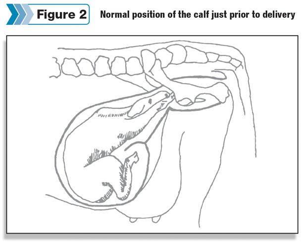 Normal position of the calf prior to delivery