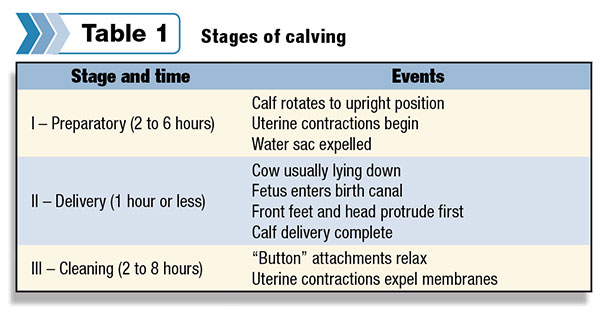 Stages of calving