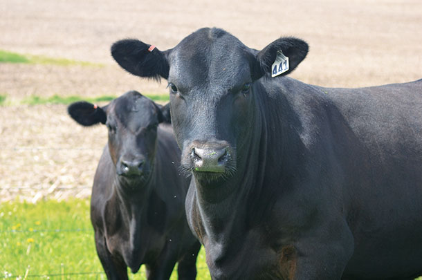 Improving rebreeding rate in first-calf heifers.