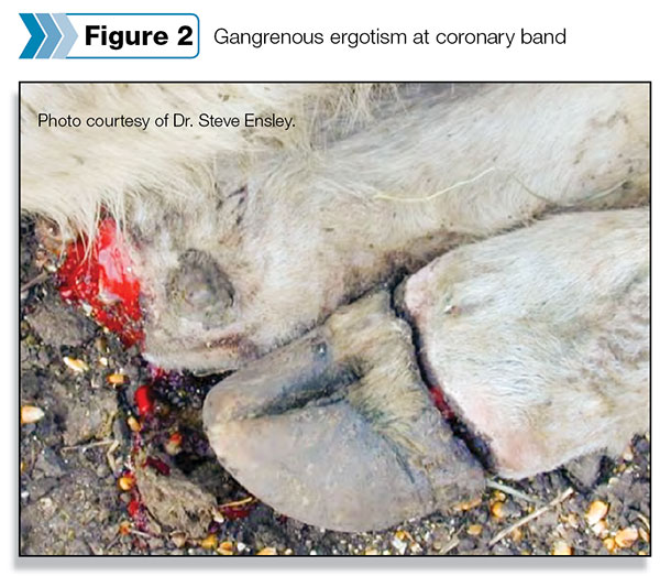Gangrenous ergotism at coronary band